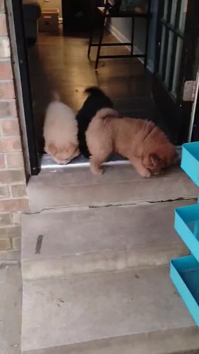 Blue Baby, a female Chow Chow for sale in Memphis, TN – 2 of 10