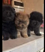 Blue Baby, a female Chow Chow for sale in Memphis, TN – 8 of 10