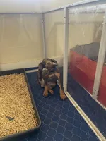 Blue, a male Doberman Pinscher for sale in Lehigh Acres, FL – Photo 3 of 3