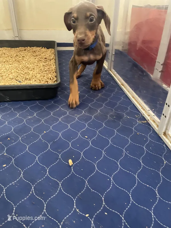 Blue – Doberman Pinscher puppy for sale in Lehigh Acres, FL