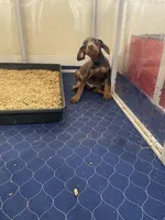 Blue, a male Doberman Pinscher for sale in Lehigh Acres, FL – Photo 2 of 3