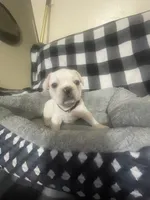 Baby Bruno, a male French Bulldog for sale in Lehigh Acres, FL – 7 of 7