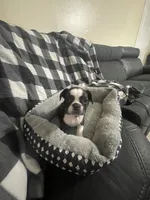 Cookie, a female French Bulldog for sale in Lehigh Acres, FL – 5 of 9
