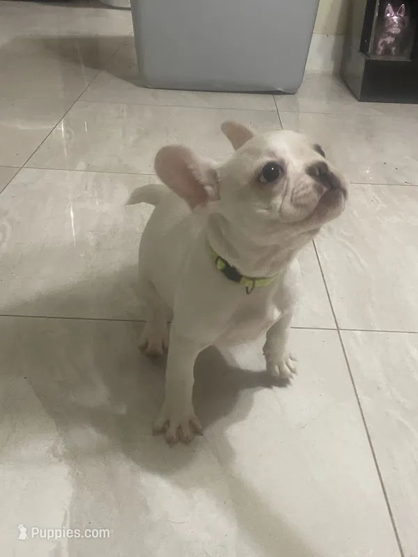 Little G – French Bulldog puppy for sale in Lehigh Acres, FL