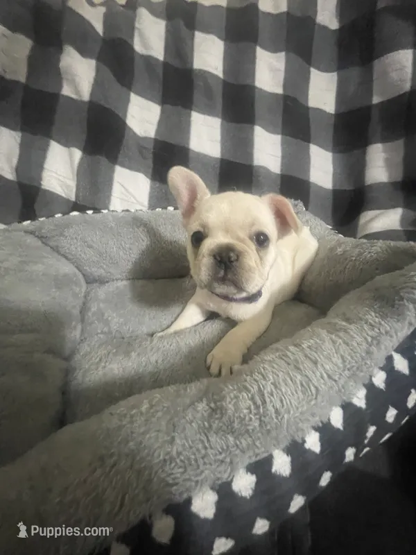 Bell – French Bulldog puppy for sale in Lehigh Acres, FL