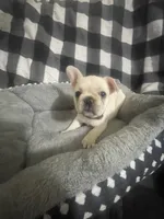 Bell, a female French Bulldog for sale in Lehigh Acres, FL – 1 of 9