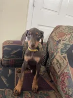 Sunny, a male Doberman Pinscher for sale in Lehigh Acres, FL – Photo 3 of 4