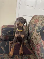 Sunny, a male Doberman Pinscher for sale in Lehigh Acres, FL – Photo 4 of 4