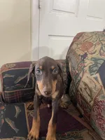 Sunny, a male Doberman Pinscher for sale in Lehigh Acres, FL – Photo 2 of 4