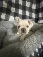 Bell, a female French Bulldog for sale in Lehigh Acres, FL – 4 of 9