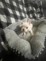 Little G, a female French Bulldog for sale in Lehigh Acres, FL – 6 of 7