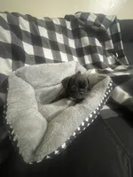 Midnight , a male French Bulldog for sale in Lehigh Acres, FL – 2 of 5