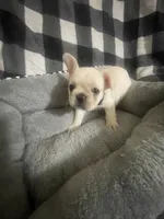 Bell, a female French Bulldog for sale in Lehigh Acres, FL – 9 of 9