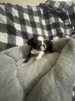 Cookie, a female French Bulldog for sale in Lehigh Acres, FL – 2 of 9