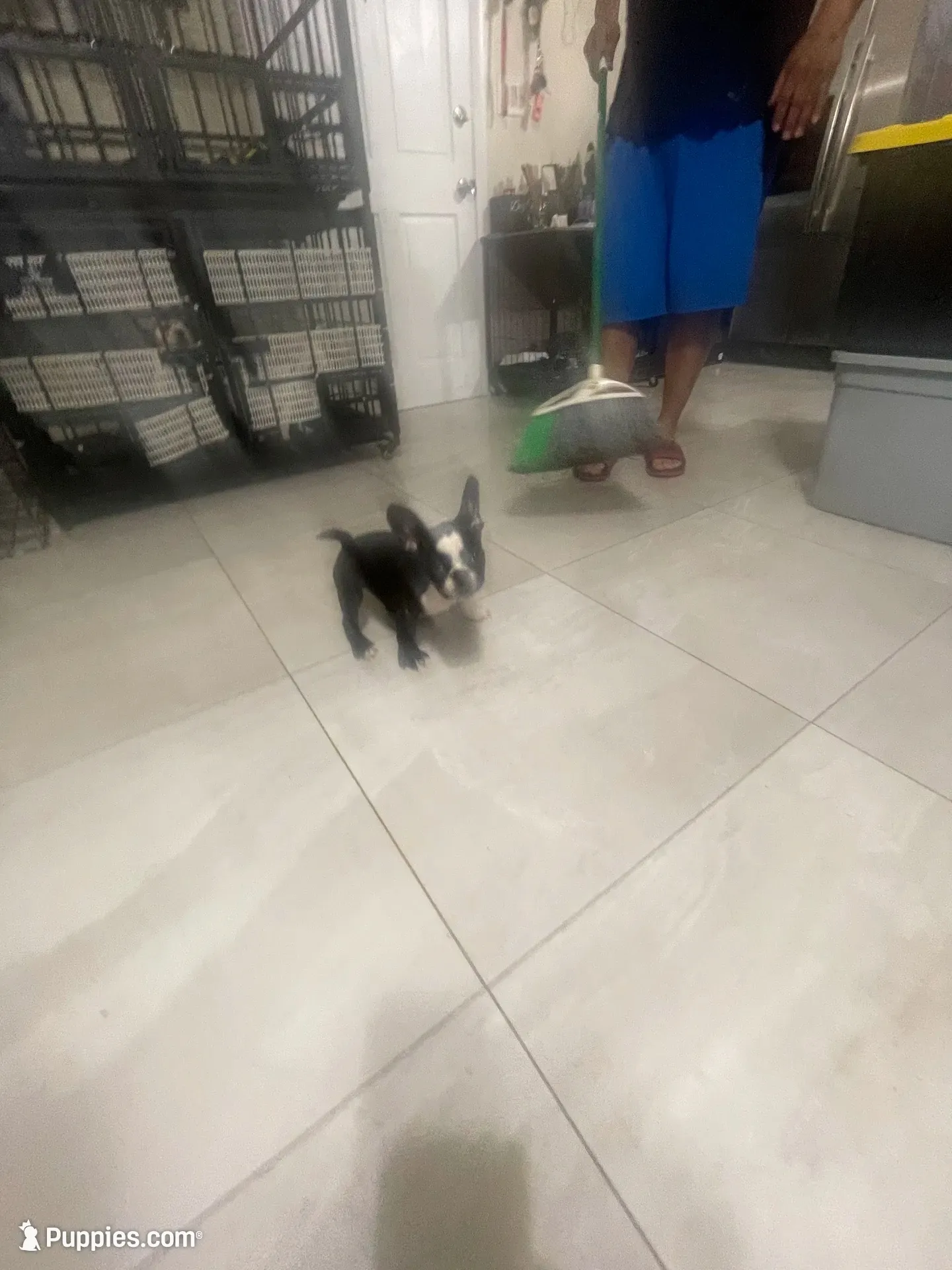 Cookie, a female French Bulldog for sale in Lehigh Acres, FL – 2 of 8