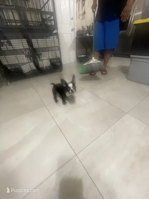 Cookie – French Bulldog puppy for sale in Lehigh Acres, FL