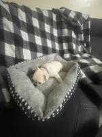 Bell, a female French Bulldog for sale in Lehigh Acres, FL – 7 of 9