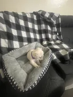 Bell, a female French Bulldog for sale in Lehigh Acres, FL – 6 of 9