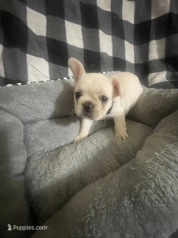 Little G – French Bulldog puppy for sale in Lehigh Acres, FL