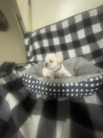 Baby Bruno, a male French Bulldog for sale in Lehigh Acres, FL – 6 of 7