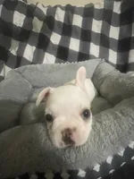 Little G, a female French Bulldog for sale in Lehigh Acres, FL – 4 of 7