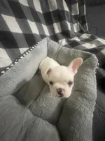 Little G, a female French Bulldog for sale in Lehigh Acres, FL – 3 of 7