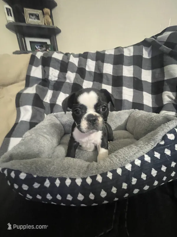Cookie – French Bulldog puppy for sale in Lehigh Acres, FL