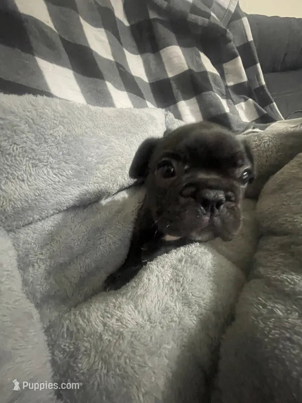 Midnight  – French Bulldog puppy for sale in Lehigh Acres, FL