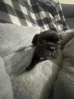 Midnight , a male French Bulldog for sale in Lehigh Acres, FL – 1 of 5