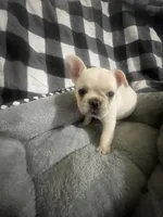 Bell, a female French Bulldog for sale in Lehigh Acres, FL – 5 of 9