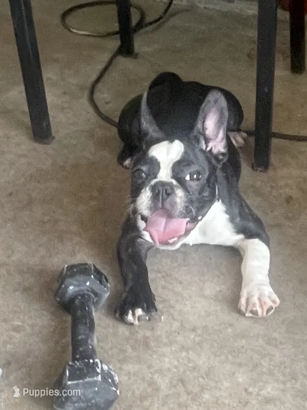 Cookie – French Bulldog puppy for sale in Lehigh Acres, FL