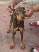 Rambo, a male Doberman Pinscher for sale in Lehigh Acres, FL – Photo 6 of 9