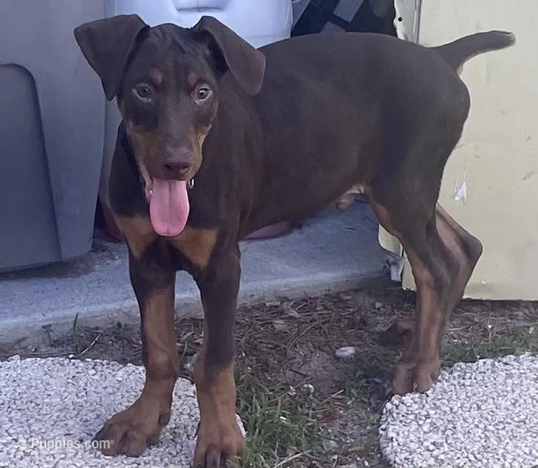 Rambo – Doberman Pinscher puppy for sale in Lehigh Acres, FL