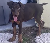 Rambo, a male Doberman Pinscher for sale in Lehigh Acres, FL – Photo 1 of 9