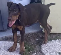 Rambo, a male Doberman Pinscher for sale in Lehigh Acres, FL – Photo 2 of 9