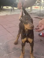 Rambo, a male Doberman Pinscher for sale in Lehigh Acres, FL – Photo 5 of 9