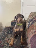 Rambo, a male Doberman Pinscher for sale in Lehigh Acres, FL – Photo 7 of 9