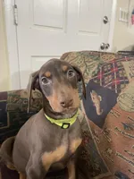 Rambo, a male Doberman Pinscher for sale in Lehigh Acres, FL – Photo 8 of 9