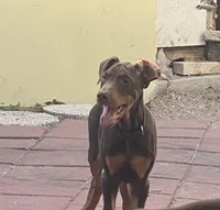 Rambo, a male Doberman Pinscher for sale in Lehigh Acres, FL – Photo 4 of 9