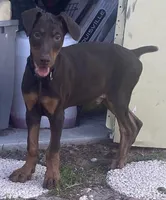 Rambo, a male Doberman Pinscher for sale in Lehigh Acres, FL – Photo 3 of 9