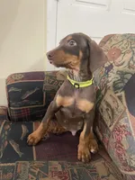 Rambo, a male Doberman Pinscher for sale in Lehigh Acres, FL – Photo 9 of 9