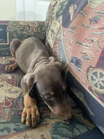 Green , a male Doberman Pinscher for sale in Lehigh Acres, FL – Photo 2 of 3