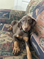 Green , a male Doberman Pinscher for sale in Lehigh Acres, FL – Photo 3 of 3