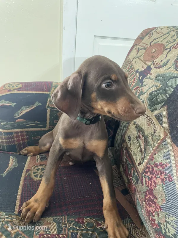 Green  – Doberman Pinscher puppy for sale in Lehigh Acres, FL