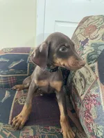 Green , a male Doberman Pinscher for sale in Lehigh Acres, FL – Photo 1 of 3