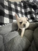 Bell, a female French Bulldog for sale in Lehigh Acres, FL – 3 of 9