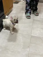 Bell, a female French Bulldog for sale in Lehigh Acres, FL – 4 of 10