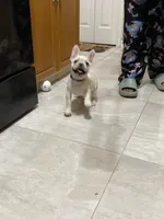 Bell, a female French Bulldog for sale in Lehigh Acres, FL – 7 of 10