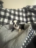 Cookie, a female French Bulldog for sale in Lehigh Acres, FL – 7 of 9