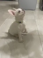 Little G, a female French Bulldog for sale in Lehigh Acres, FL – 3 of 10